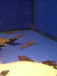 amwell aquatics stock list for week 08/10/10
