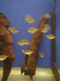 amwell aquatics stock list for week 08/10/10