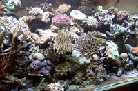 Tropicals And Marines Shop