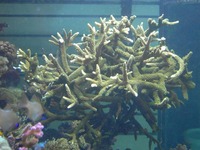Tropicals And Marines Shop