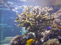 Tropicals And Marines Shop