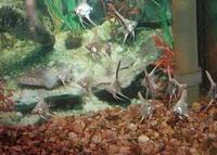 ><((((º> Four Grade A Manacapuru Marble Angel Fish. 6 month old fish for only £1.60 each ><((((º> Leyland