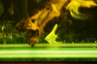 ><((((º> Four Grade A Manacapuru Marble Angel Fish. 6 month old fish for only £1.60 each ><((((º> Leyland