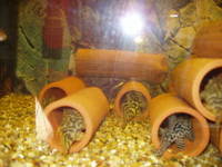 Plec Pleco Breeding Cave Bristlenose L134 L260 L66 L46 Cichlids get intime for xmas
