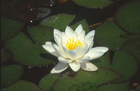 Water Lilles available from just £6.00