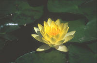 Water Lilles available from just £6.00