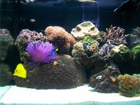 RedSea Max 130 with Deltec chiller and external filter