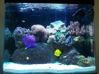 RedSea Max 130 with Deltec chiller and external filter
