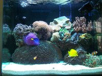 RedSea Max 130 with Deltec chiller and external filter