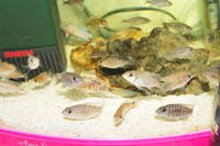Free Aulonocara hybrids to good home