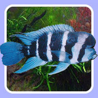 Tropical Fish Delivered to Your Door (for £9.95) Jan 17th
