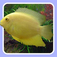 Tropical Fish Delivered to Your Door (for £9.95) Jan 17th