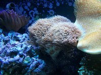 RedSea Max 130 with Deltec chiller and external filter