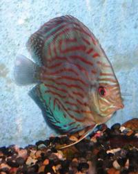 Discus in Bournemouth