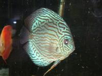 Discus in Bournemouth