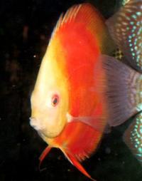 Discus in Bournemouth