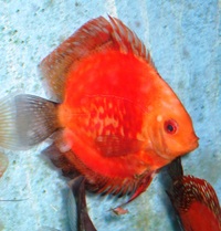Discus in Bournemouth