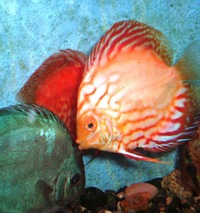 Discus in Bournemouth