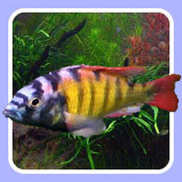 Tropical Fish Delivered to Your Door (for £9.95) Jan 17th