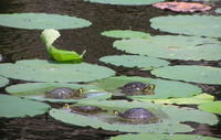 YOU GOT FISH & TURTLES IN A POND.... CHECK OUT THE GRUB..