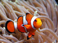 Northfield Aquatics Hull