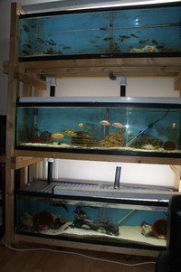 3 x 4ft x 15 inches D x 14 inches H Tanks on Rack ALL NOW SOLD
