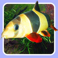 Jewel Aquatics will deliver fish to your door for £9.95 per box.
