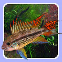 Jewel Aquatics will deliver fish to your door for £9.95 per box.