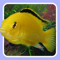 Jewel Aquatics will deliver fish to your door for £9.95 per box.
