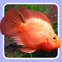 Jewel Aquatics will deliver fish to your door for £9.95 per box.