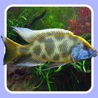 Jewel Aquatics will deliver fish to your door for £9.95 per box.