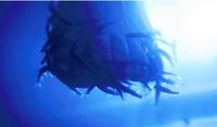 Garra rufa pedicure fish