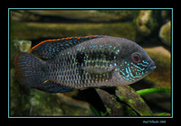 FLUVAL ROMA 4X2X2 FOR SALE