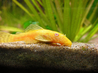 FLUVAL ROMA 4X2X2 FOR SALE