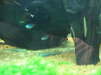 Rare Freshwater Livestock for Sale