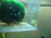 Rare Freshwater Livestock for Sale
