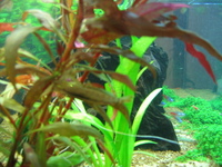 Rare Freshwater Livestock for Sale