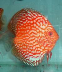 Anglesey Discus - New Stock and Home Bred