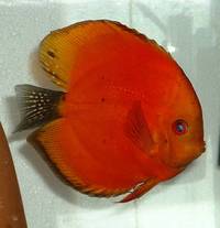 Anglesey Discus - New Stock and Home Bred