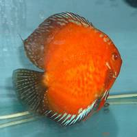 Anglesey Discus - New Stock and Home Bred