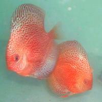 Anglesey Discus - New Stock and Home Bred