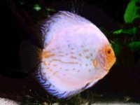 Anglesey Discus - New Stock and Home Bred