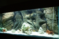 Stunning 4 10 inches Aquarium and Cabinet with A life Like Rock Background Filter
