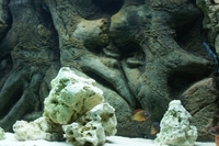 Stunning 4 10 inches Aquarium and Cabinet with A life Like Rock Background Filter