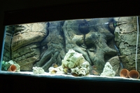 Stunning 4 10 inches Aquarium and Cabinet with A life Like Rock Background Filter
