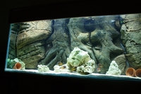 Stunning 4 10 inches Aquarium and Cabinet with A life Like Rock Background Filter