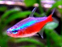 Northfield Aquatics - Freshwater