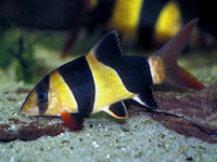 Northfield Aquatics - Freshwater