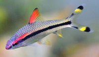 Northfield Aquatics - Freshwater