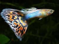 Northfield Aquatics - Freshwater